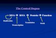 DNA RNA Protein Function The Central Dogma Transcription Replication Translation Work