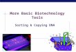 AP Biology 2007-2008 More Basic Biotechnology Tools Sorting & Copying DNA
