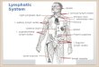 Lymphatic System r. axillary lymph nodes l. cervical lymph nodes r. supratrochlear lymph nodes l. inguinal lymph nodes lymph vessels bone marrow right
