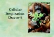Cellular Respiration Chapter 8 Cellular Respiration Chapter 8