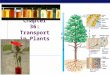 AP Biology 2011-2012 Chapter 36: Transport in Plants