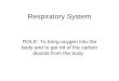 Respiratory System ROLE: To bring oxygen into the body and to get rid of the carbon dioxide from the body