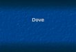 Dove. Rock Dove Eurasian Collard Dove White winged Dove