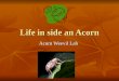 Life in side an Acorn Acorn Weevil Lab. Life inside an acorn What do you know about oak trees& acorns? What do you know about oak trees& acorns? There