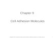 1 Chapter 9 Cell Adhesion Molecules Copyright © 2012, American Society for Neurochemistry. Published by Elsevier Inc. All rights reserved