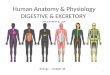 Human Anatomy & Physiology DIGESTIVE & EXCRETORY SYSTEMS Biology – Chapter 38 1
