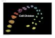Figure 12.1 Cell Division. Unicellular Organisms divide to â€“reproduce themselves Multicellular Organisms divide to â€“Develop a fertilized cell â€“Grow â€“Repair