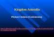 Kingdom Animalia Phylum Cnidaria (Coelenterata)  phylum-cnidaria-video.htm