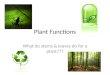 Plant Functions What do stems & leaves do for a plant???