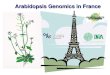 Arabidopsis Genomics in France. Physiological role Expression microarrays Systematic functional analysis: from genome to function Reverse genetics Gène