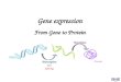 Gene expression From Gene to Protein DNA RNA Protein Transcription and Splicing Translation