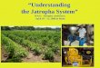 1 Understanding the Jatropha System IFAD – Jatropha conference, April 10 – 11, 2008 in Rome