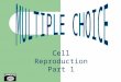 Cell Reproduction Part 1 1. What class of cells is reproduced during mitosis? Germ cells Somatic cells Gametes Haploid cells