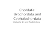 Chordata: Urochordata and Cephalochordata Michelle Sit and Paul Riviere