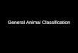 General Animal Classification. Phylum Porifera Tube Sponge