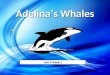 Adelinas Whales Unit 3 Week 2. Genre – Photo Essay Photo Essays use words and pictures to tell about someone or something