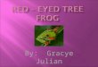By: Gracye Julian -. Red eye tree frogs have red eyes. Red eye tree frogs have white skin under there chin. Red eye tree frogs have purple skin on there