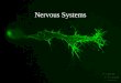 Nervous Systems Structure of a Vertebrate Neuron