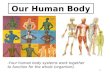 1 Our Human Body -Your human body systems work together to function for the whole (organism)