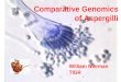 Comparative Genomics of Aspergilli William Nierman TIGR