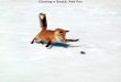 Chasing a Snack, Red Fox. Adelie Penguins in Hope Bay, Antarctica