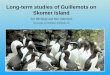 Long-term studies of Guillemots on Skomer Island Tim Birkhead and Ben Hatchwell University of Sheffield, Sheffield UK