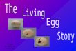 Click screen to continue. Chickens are one of the many animals around us that lay eggs. Others are special eggs that become chickens. Some of these we