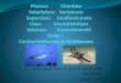 (Blacktip Shark and Smalltooth Sawfish) James Gill
