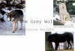 The Grey Wolf Christina Dorsett http://www.glogster.com/media/5/27/6/94/27069451.jpg http://www.srd.alberta.ca/BioDiversityStewardship/Wil dSpecies/Mammals/WildDogs/images/GrayWolf.jpg