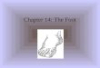 Chapter 14: The Foot. Anatomy of the Foot Muscle of the Foot and Lower Leg