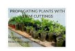 PROPAGATING PLANTS WITH STEM CUTTINGS Mariposa Master Gardener Helen Willoughby-Peck