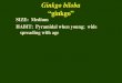 Ginkgo biloba ginkgo SIZE: Medium HABIT: Pyramidal when young; wide spreading with age