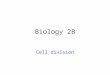 Biology 2B Cell division. Cell division by mitosis Needed for: reproduction in unicellular organisms growth in multicellular organisms replacement of