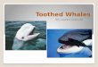 Toothed Whales By: Lauren Granville. There are around 70 different species of Toothed Whales. They get the name, Toothed Whales, because they are the