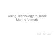 Using Technology to Track Marine Animals Grade 4 Unit 5 Lesson 4