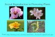 Sexual Reproduction in Flowering Plants Visit: //koning.ecsu.ctstateu.edu/Plants_Human/lecppt/flower.ppt