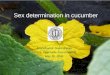 Sex determination in cucumber Anandkumar Surendrarao VC221: Vegetable crop breeding May 10, 2006