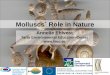 Molluscs` Role in Nature Annelie Ehlvest Tartu Environmental Education Center 