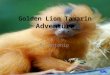 Golden Lion Tamarin Adventure By Antonio. Table of Contents