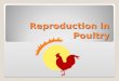 Reproduction in Poultry Different from mammals young are not carried in the hens body develop inside a fertilized egg outside the hens body