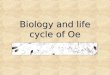 Biology and life cycle of Oe. What is Oe? Ophryocystis elektroscirrha (Oe) in NZProtozoan parasite that infects Monarch butterflies in NZ
