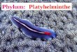 Phylum: Platyhelminthe. To Know: Bilateral, Cephalization, Diffusion, Ectoparasite, Endoparasite, Eyespot, Fission, Flame cells, Flukes, Gastrovascular