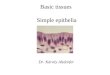 Basic tissues Simple epithelia Dr. Károly Altdorfer