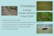 Chordates Zoology Donald Winslow 4 April 2008 Following Hickman et al. 2008, Ch 23 pp 497-506, 508-510, 512 (protochordates & early vertebrates) Ch 24