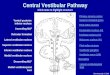 Primary sensory cortex Superior temporal gyrus Third-order neurons Oculomotor nucleus (III) Trochlear nucleus (IV) Abducens nucleus (IV) Lateral vestibulospinal