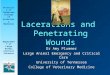 University of Tennessee College of Veterinary Medicine Department of Large Animal Clinical Sciences Lacerations and Penetrating Wounds Dr Amy Plummer Large