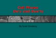 Cell Phone Do's and Don'ts By Scott Ginsberg. Cell Phone Do's and Don'ts The following is a list of cell phone do’s and don’ts that will help you avoid