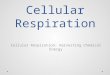 Cellular Respiration Cellular Respiration: Harvesting Chemical Energy