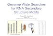 Genome Wide Searches for RNA Secondary Structure Motifs Russell S. Hamilton Davis Lab Wellcome Trust Centre for Cell Biology Drosophila melanogaster