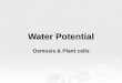 Water Potential Osmosis & Plant cells. Plants & water potential  Plants can use the potential energy in water to perform work.  Tomato plant regains